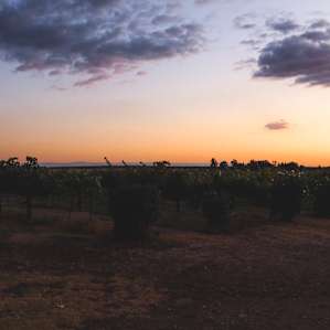 RV Park One Space in Vineyard