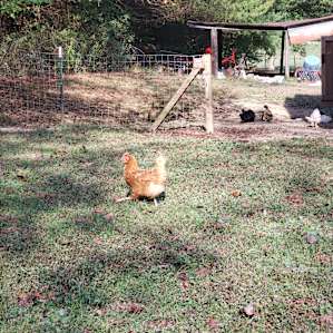 Strawberry Farm Forested Camping-