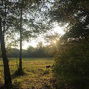 Southern Serenity