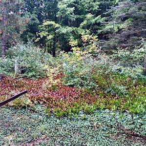 The cabin is easy to get to but has a nice secluded feel