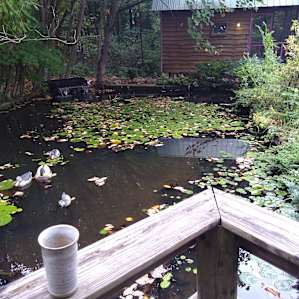 Pond outside our cabin