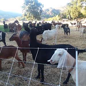 Camp at the goat farm