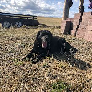 This is Woodrow, the actual host of the property, and he’s as sweet as can be.