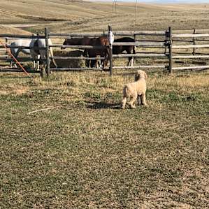 The horses were very accommodating of my very curious dog, Barney.