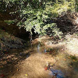 Shady creek