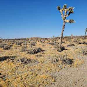 Camp Mirage