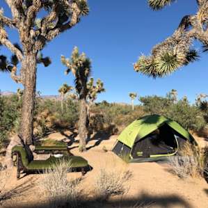 Joshua Trees everywhere