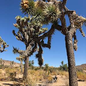 Old Joshua Trees everywhere...profound quiet.
