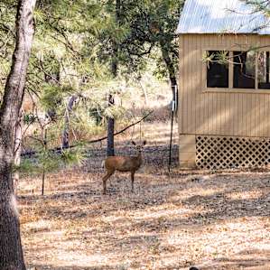 Willow Creek Bunk Cabin#1