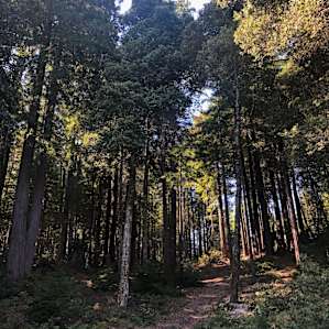 Coastal redwood grove