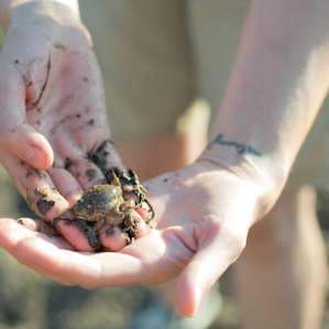 There were so many amazing frogs in the pond! This guy was a big bullfrog tadpole