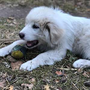 Little Daisy (3 months puppy)