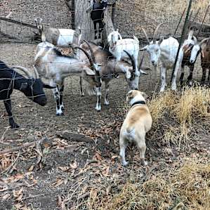 Goats were really curious about our dog