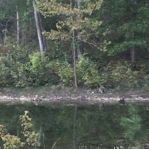 Secluded Campsite by the lake