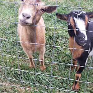 I fell in love with his friendly goats!