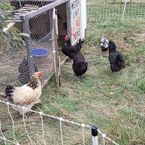 Joe gave us fresh eggs in the morning!