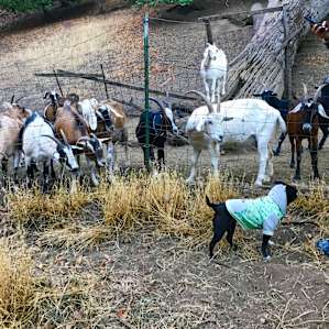 Curious goats and tiny dog!