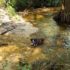 White Bluff Primitive Camping