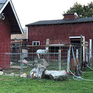 The Farm
