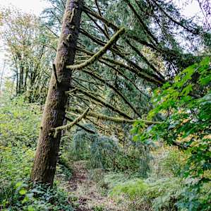 Mossy old pine.
