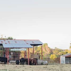 The cows getting their dinner at the Bovine Buffet