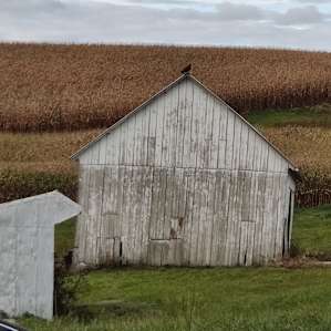 Hawk on top of barn