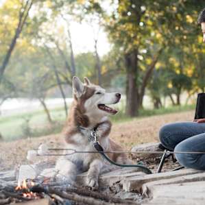 It wouldn't be a camping trip without some roasted marshmallows!