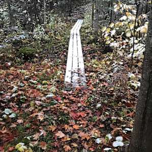 Fun to find the little bridges as you wind your way through the woods, marveling at how much color and texture abounds in nature.