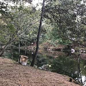 PRIMITIVE CAMPING ON LITTLE RIVER