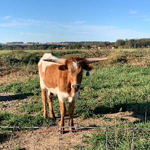 CF Ranch and Cattle Company