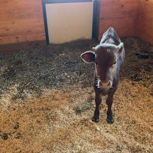 CF Ranch and Cattle Company