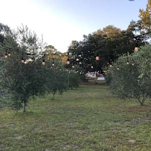 The olive grove at twilight