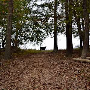 Rocky Run Farm Sustainable Camping