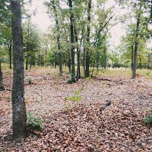 The woods.