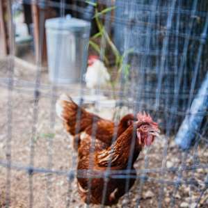 Friendly chickens on property!