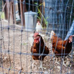 Friendly chickens on property!