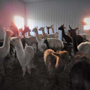 Farm Experience RV Style