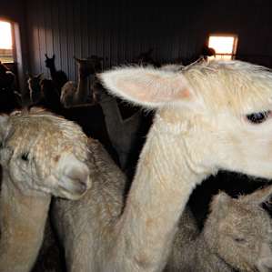 Farm Experience RV Style