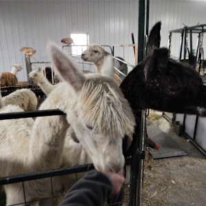 Farm Experience RV Style