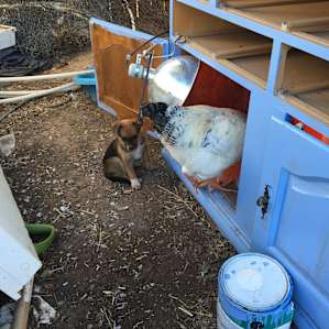 The goats in their pen.