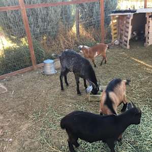 THE MINI GOAT