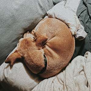 My pup loved the camper too! She always find the coziest spots.