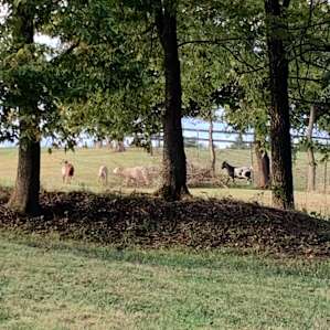 Goats on the farm from across the way
