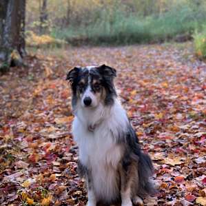 Our dog Tucker loved all the freedom to roam the property.