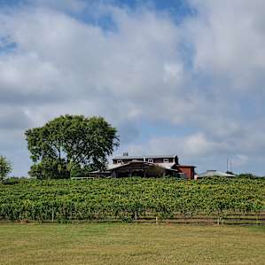 Tara Winery Vines & Views