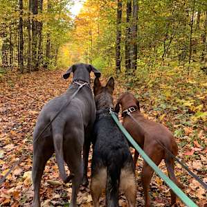 We kept our dogs on leash and they had a blast