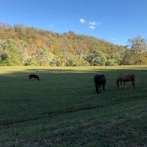 Wildcat Creek Farm