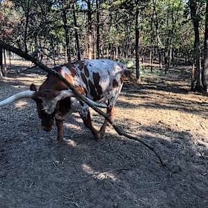 Oak Meadow Ranch Rv Park