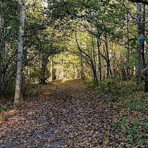 road to campsite