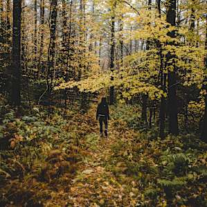 Wooded trail